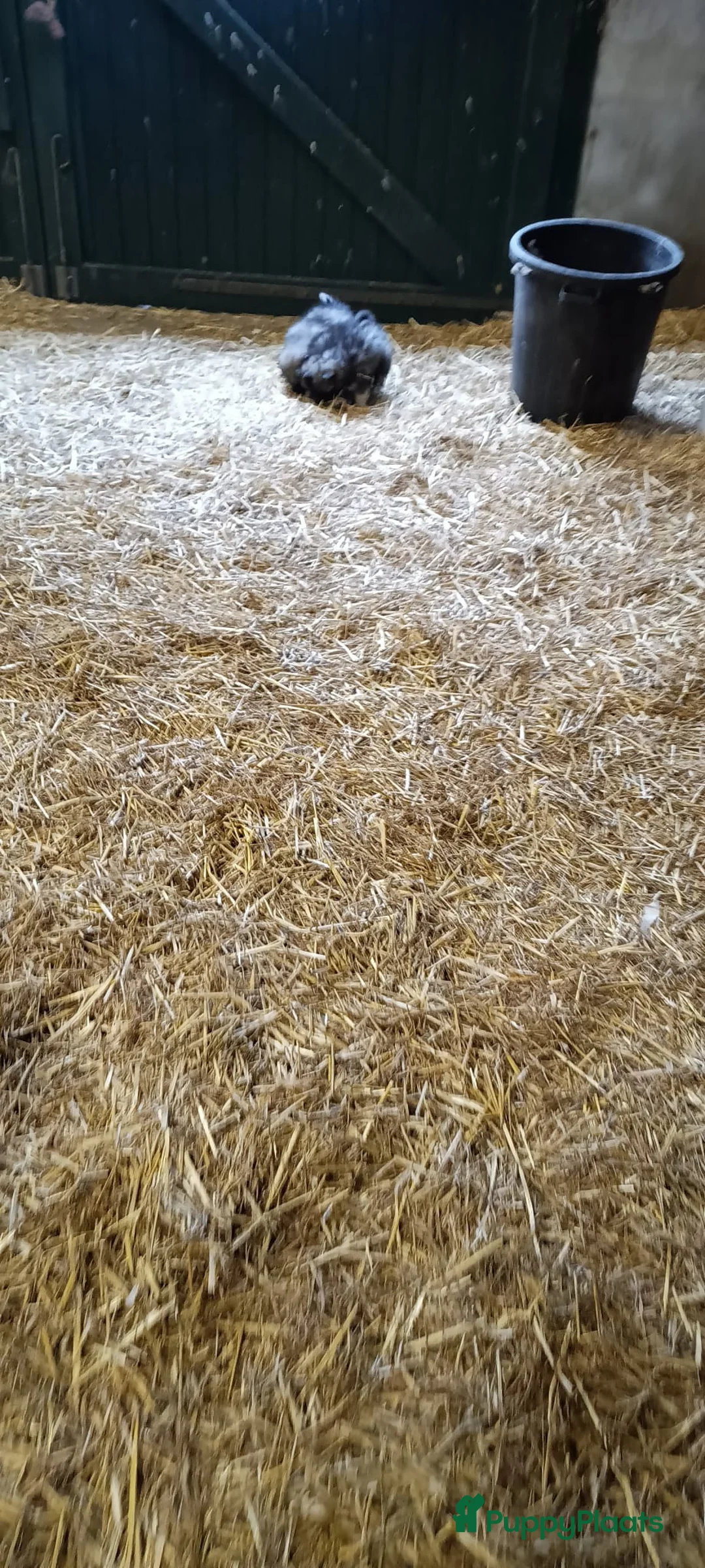 Keeshond honden te koop: Keeshond wolfsgrauw. Grijs. Blauw. - Advertentie 12