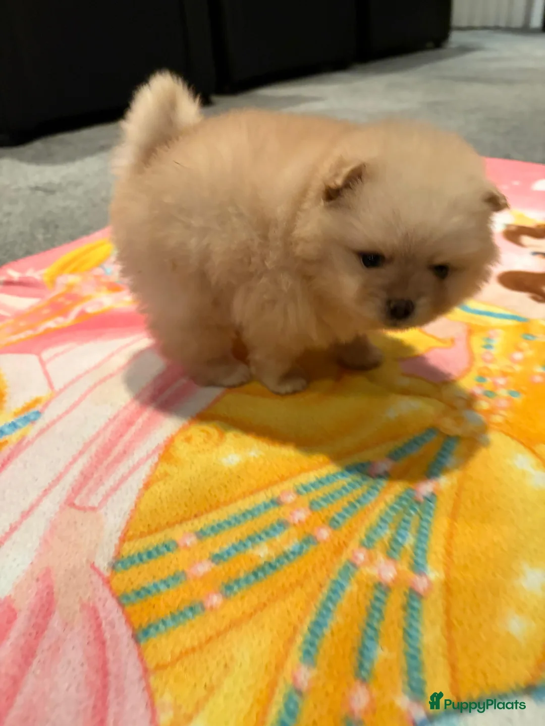 Pomeriaan honden te koop: Pomeriaan teefje ❤️ - Advertentie 13