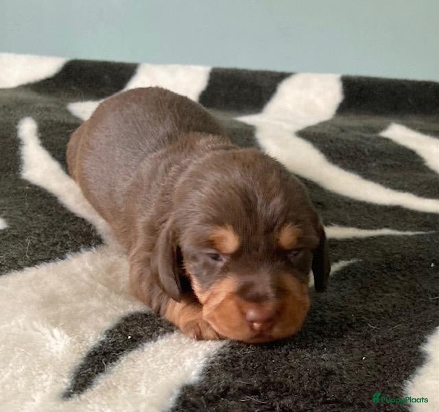 Ruwhaar Teckel honden Prachtige Standaard Ruwhaar Teckelpuppy’s ,  - Advertentie 2