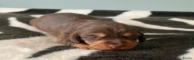Ruby, teefje