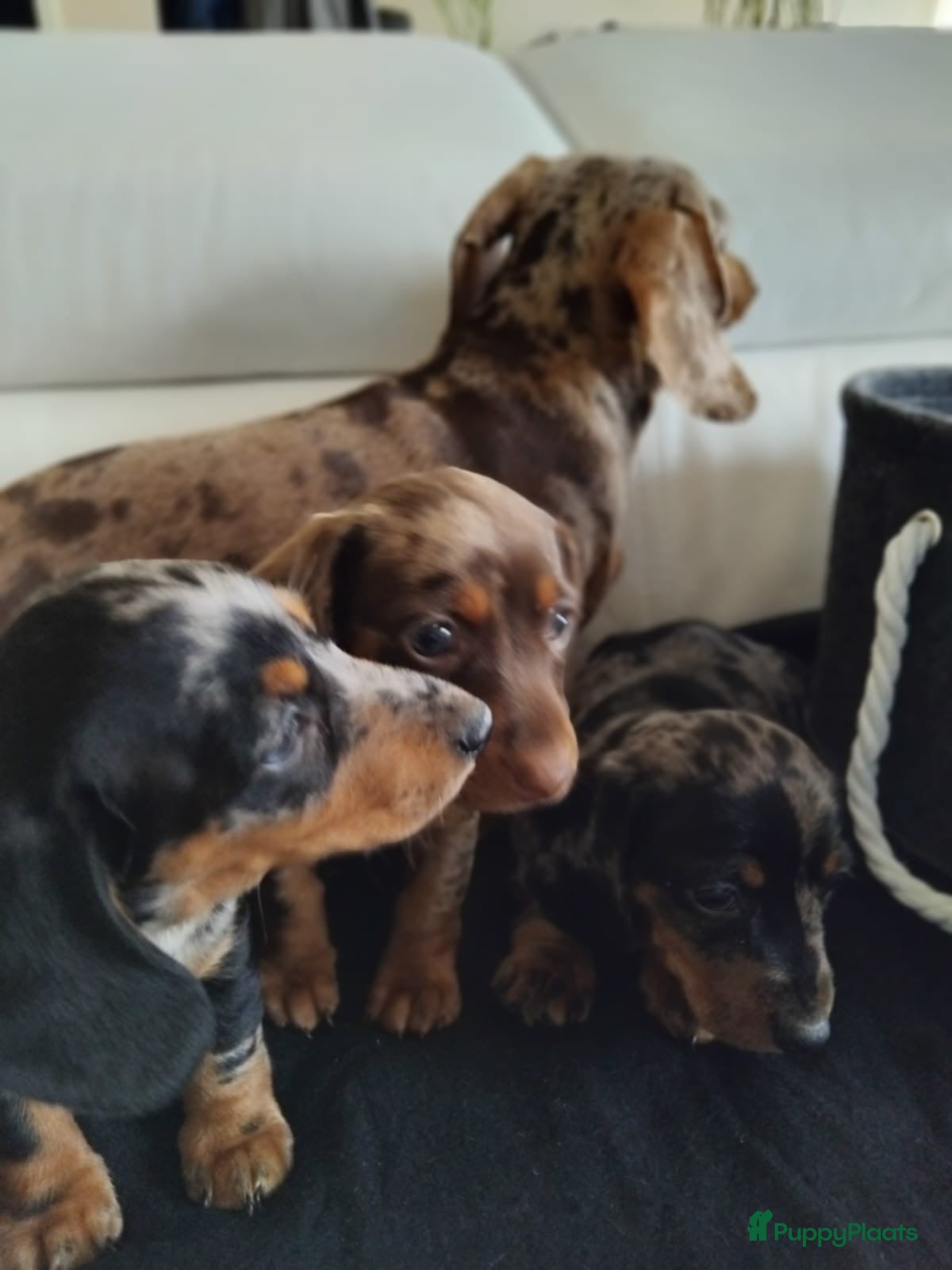 Teckel (korthaar)  honden Dwerg teckel pups. - Advertentie 2