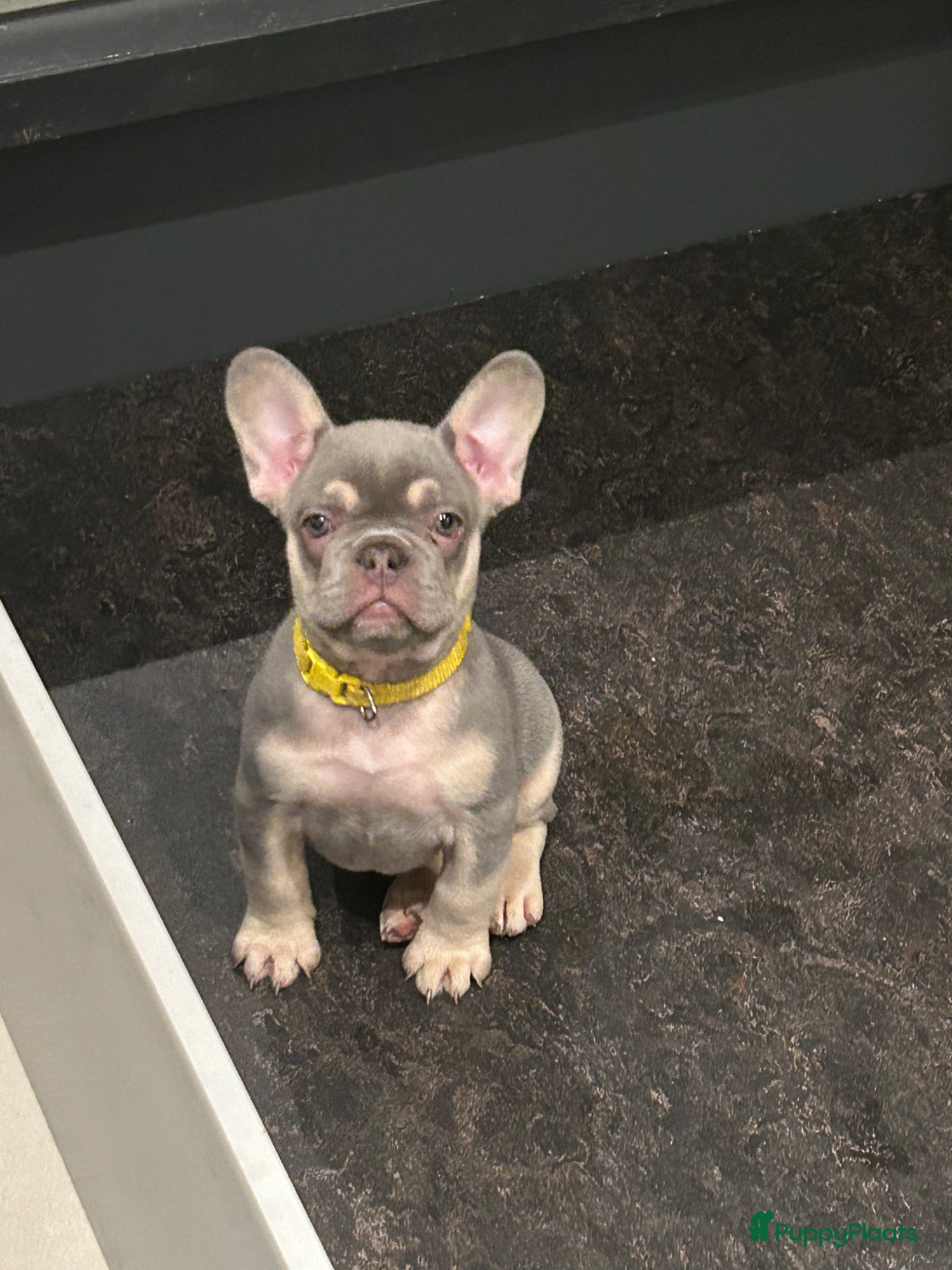 Franse Bulldog honden Franse bulldog pups lilac tan teefje - Advertentie 1
