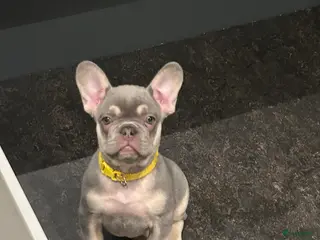 Franse Bulldog honden Franse bulldog pups lilac tan teefje - Advertentie 1