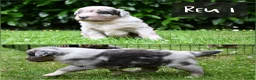 Australian Shepherd honden te koop: Australian Shepherd pups - Advertentie 3