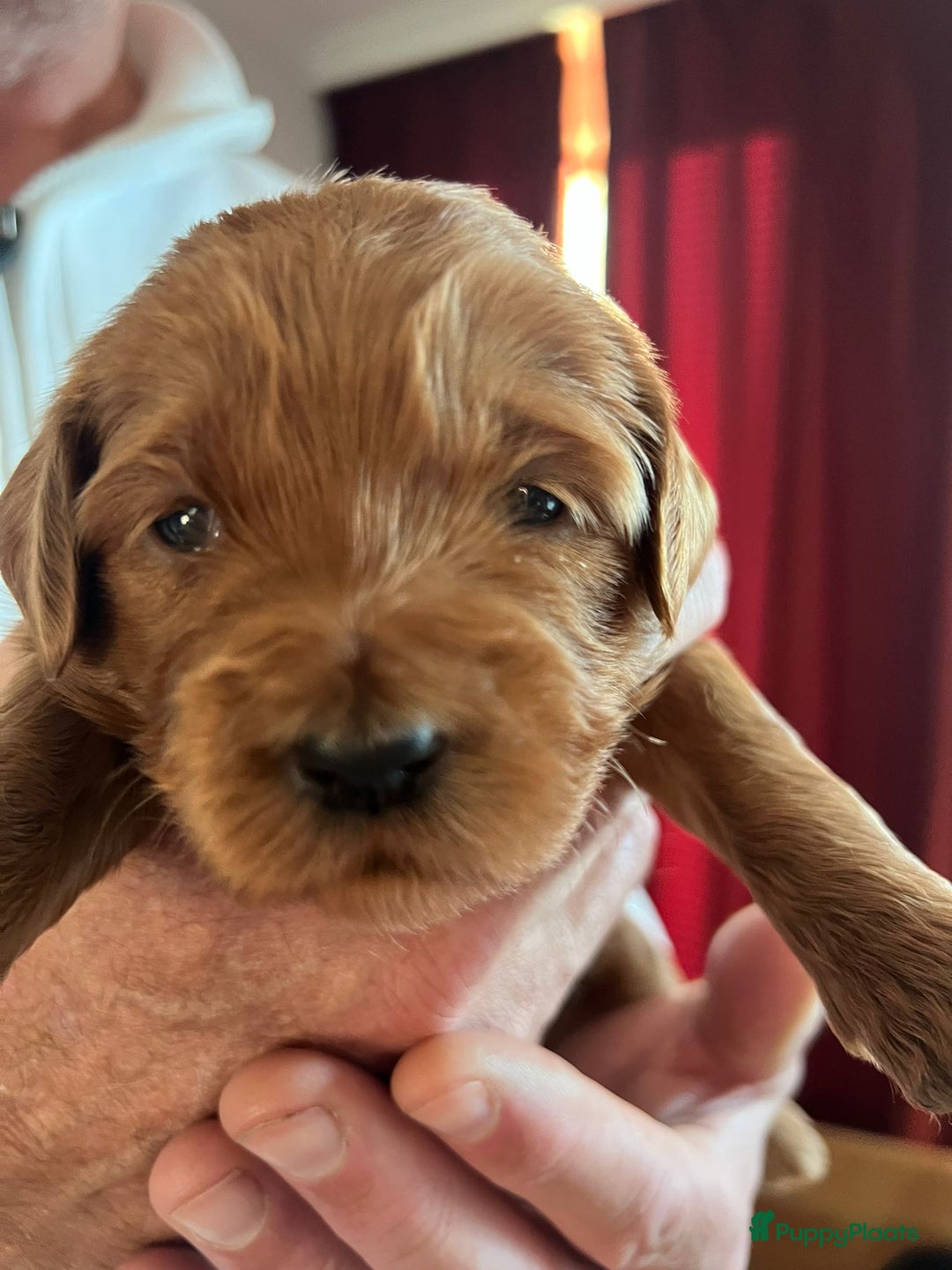 Kruising honden te koop: Labradoodle pups - Advertentie 4