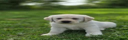Labrador Retriever honden te koop: Alles gereserveerd - Advertentie 4