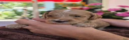 Australian Labradoodle honden te koop: Prachtig nestje Australian Labradoodles  - Advertentie 6