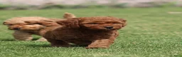 Cockapoo honden te koop: Cockapoo pups - Advertentie 5