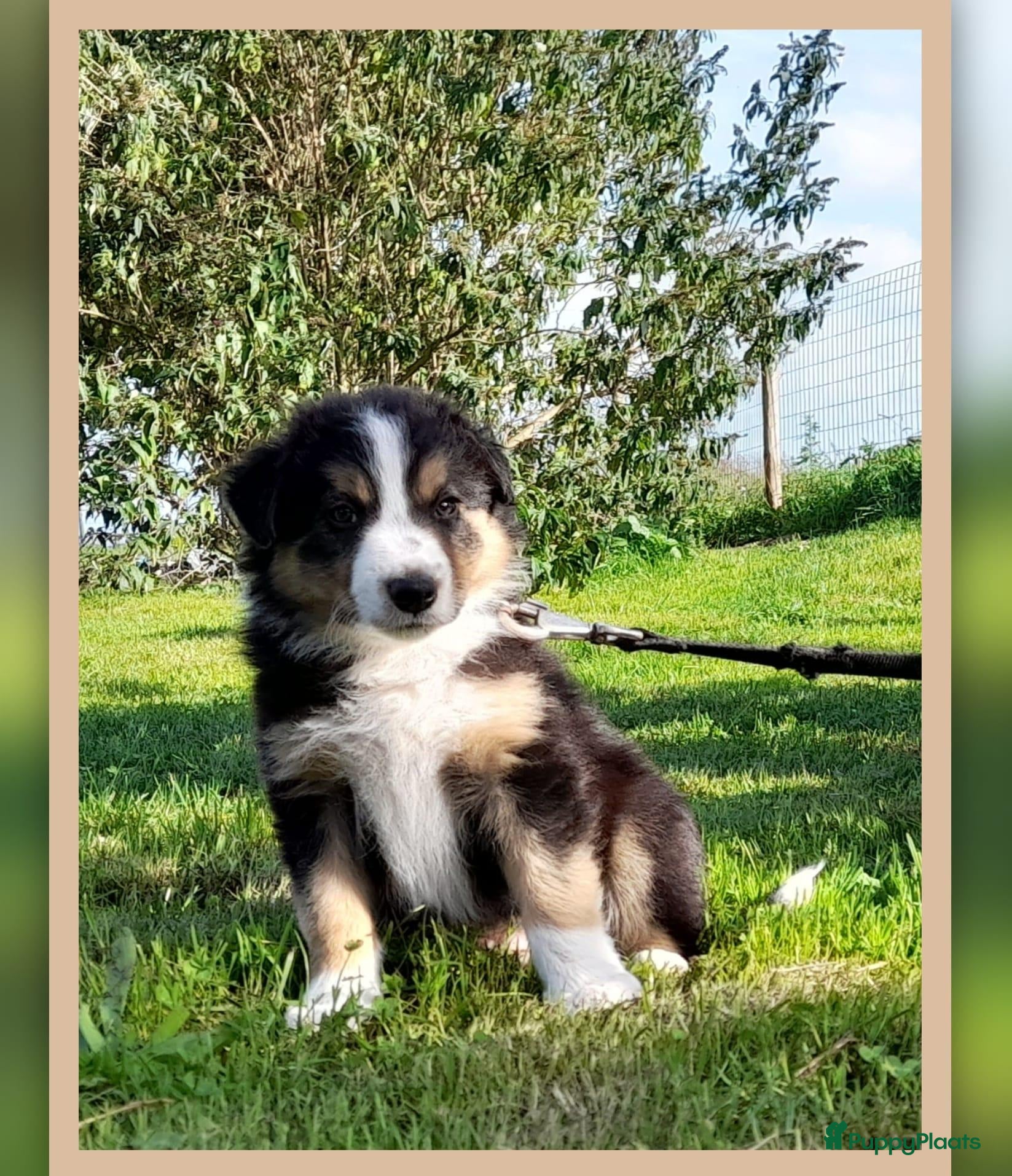 Border Collie honden Prachtige, Border Collie pups, 100% raszuiver! - Advertentie 2