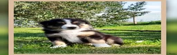 Border Collie honden te koop: Prachtige, Border Collie pups, 100% raszuiver! - Advertentie 1