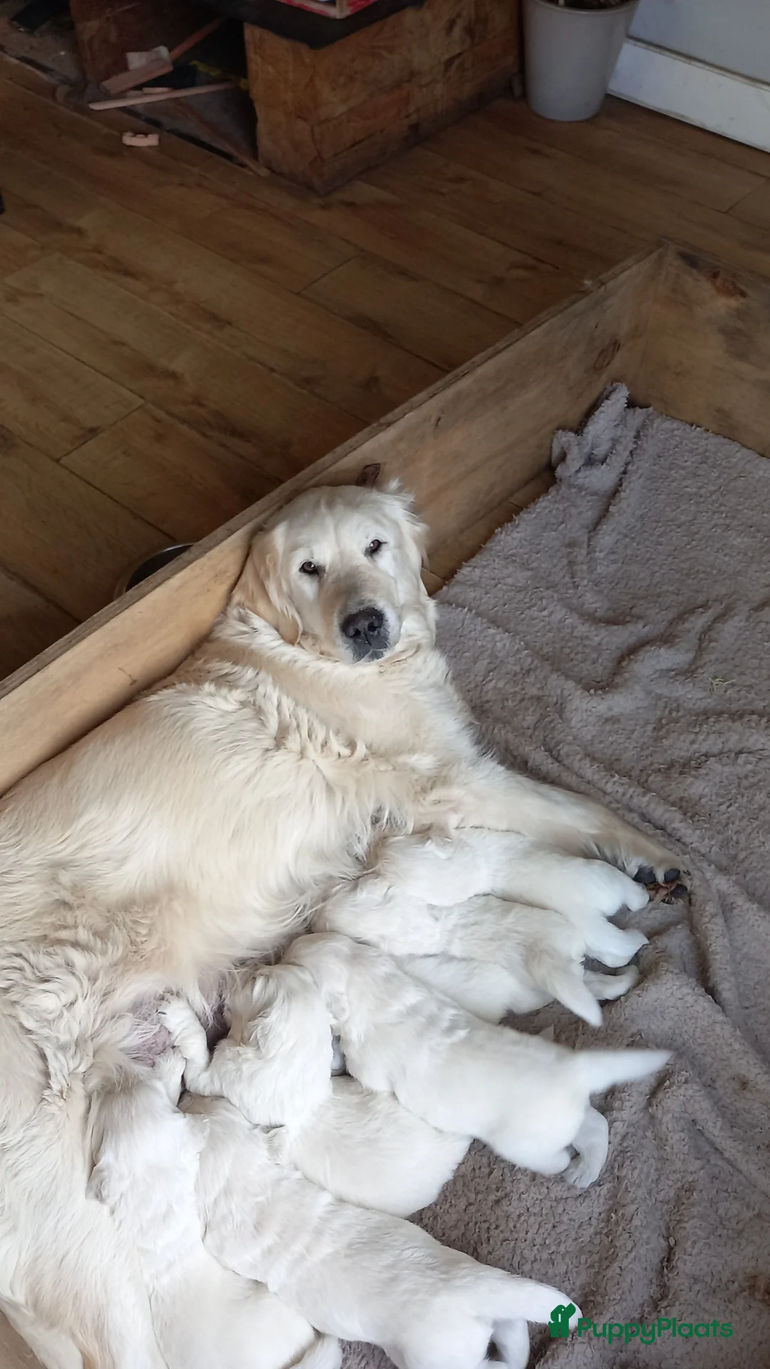 Golden Retriever honden te koop: Mooie gezonde golden retriever pups  in Balkbrug - Advertentie 1