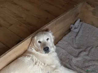 Golden Retriever honden Mooie gezonde golden retriever pups - Advertentie 3