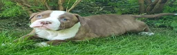 Amerikaanse Bulldog honden te koop: Mooie Amerikaanse Bulldog pups  - Advertentie 28