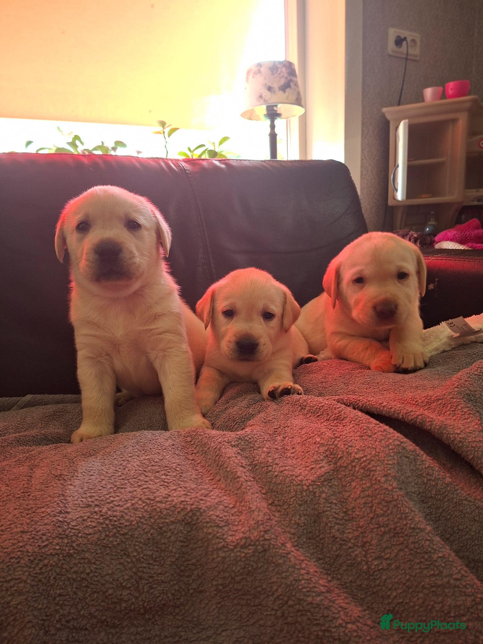 Labrador Retriever honden  Raszuivere stamboom labrador retriever - Advertentie 1