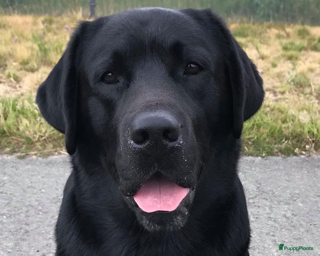 Labrador Retriever honden te koop: Nog enkele zwarte pups beschikbaar - Advertentie 3