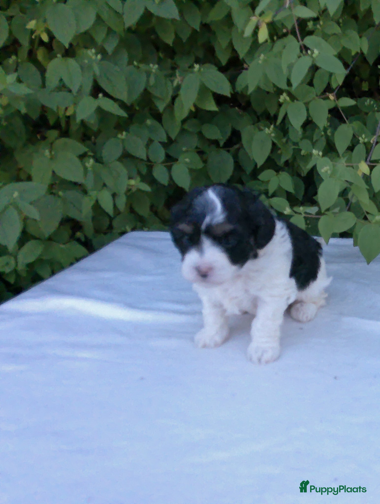 Shihpoo honden Mini doodle, shihpoo pupjes, reutjes - Advertentie 1