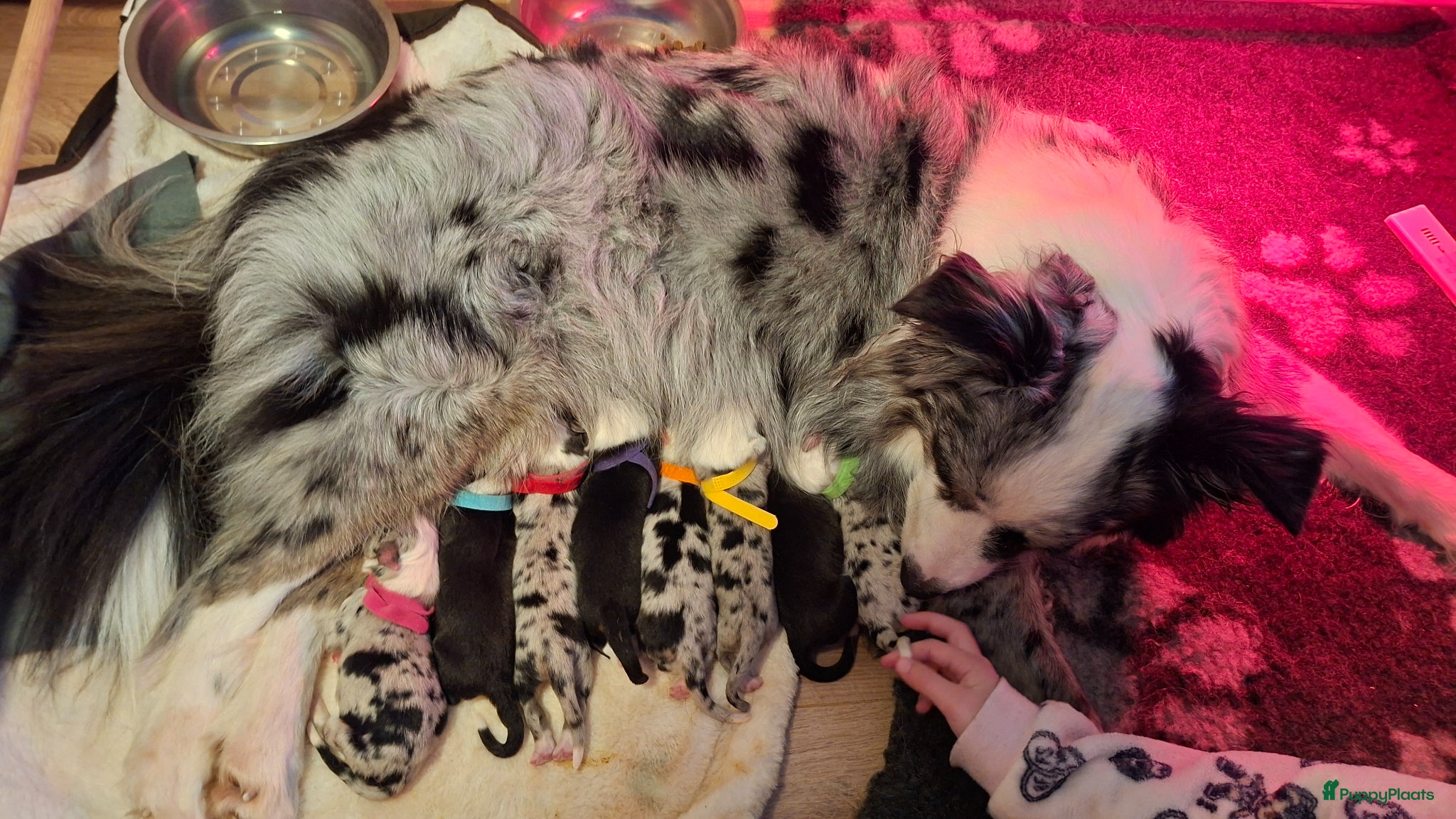 Australian Shepherd honden Australian Shepherd met stamboom - Advertentie 3