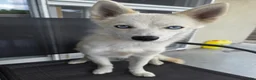 Pomsky honden te koop: Pomsky te koop - Advertentie 10