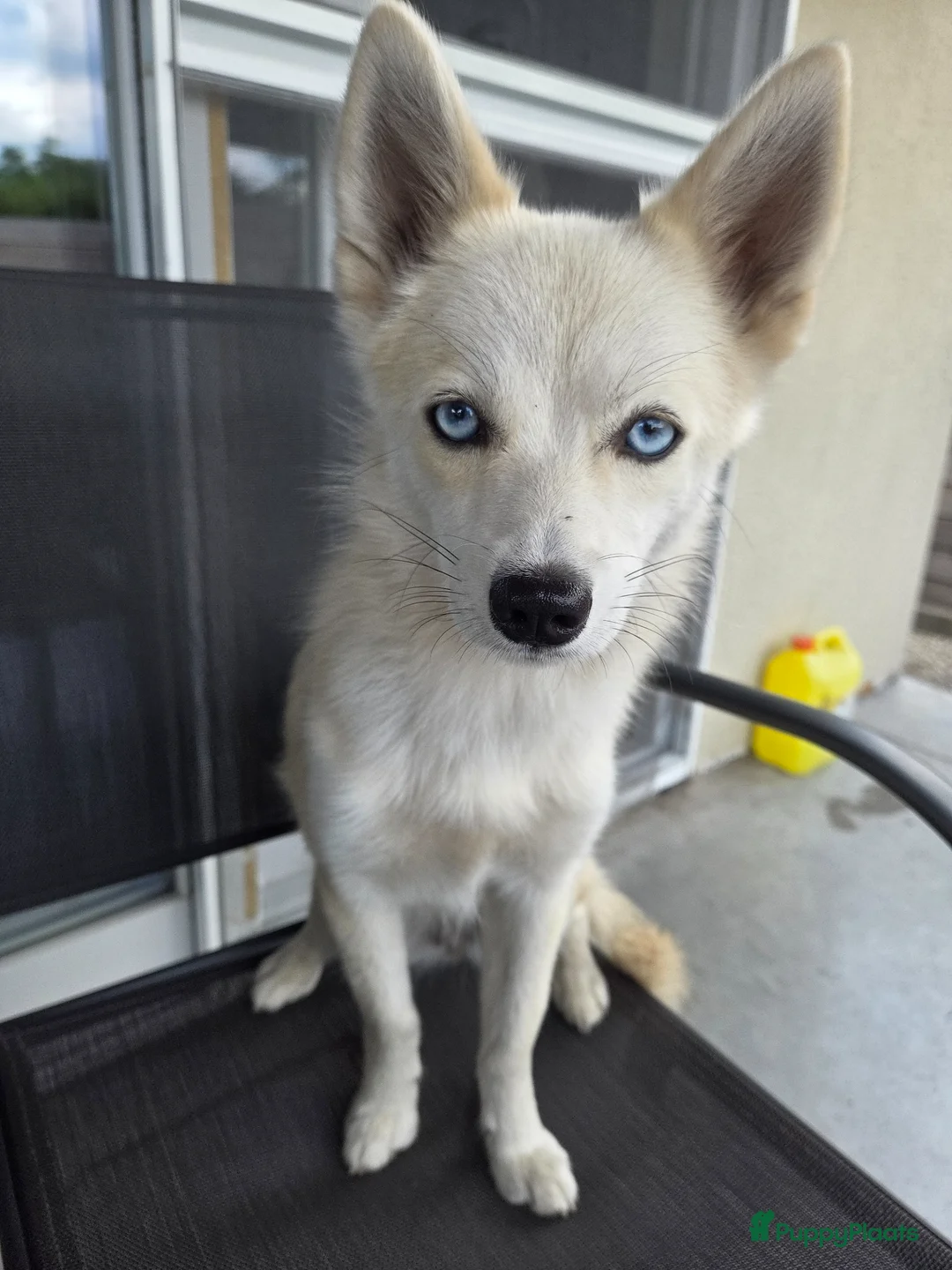 Pomsky honden te koop: Pomsky te koop - Advertentie 10