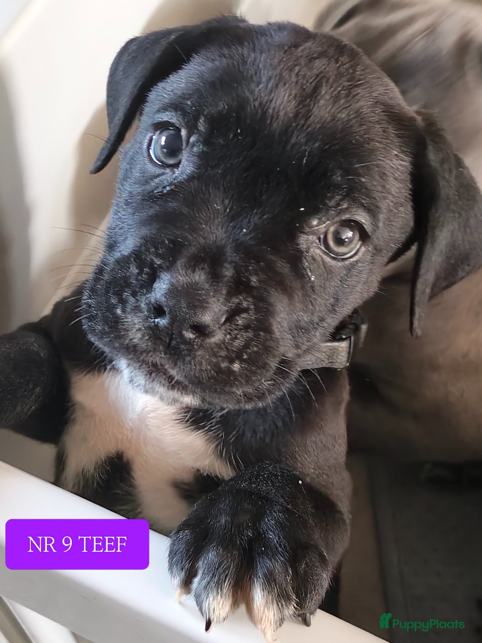 Cane Corso honden Cane Corso pups- nog enkele teefjes beschrikbaar - Advertentie 1