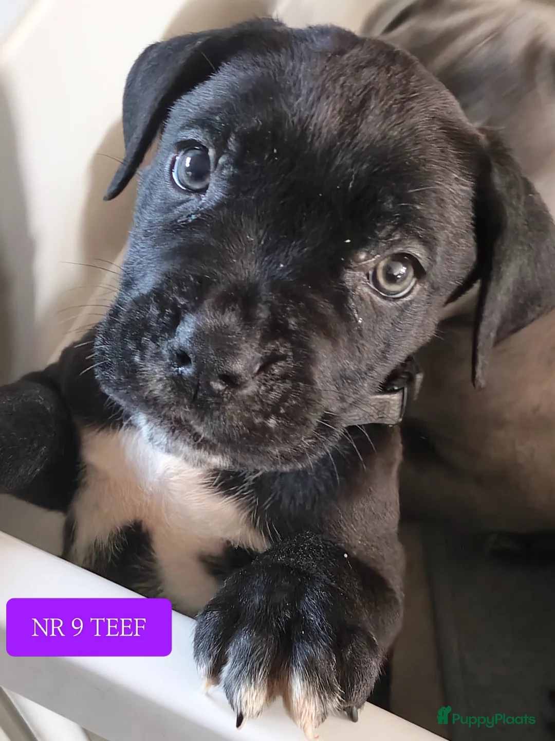 Cane Corso honden te koop: Cane Corso pups- nog enkele teefjes beschrikbaar - Advertentie 1