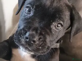 Cane Corso honden Cane Corso pups mogen het nest verlaten - Advertentie 7