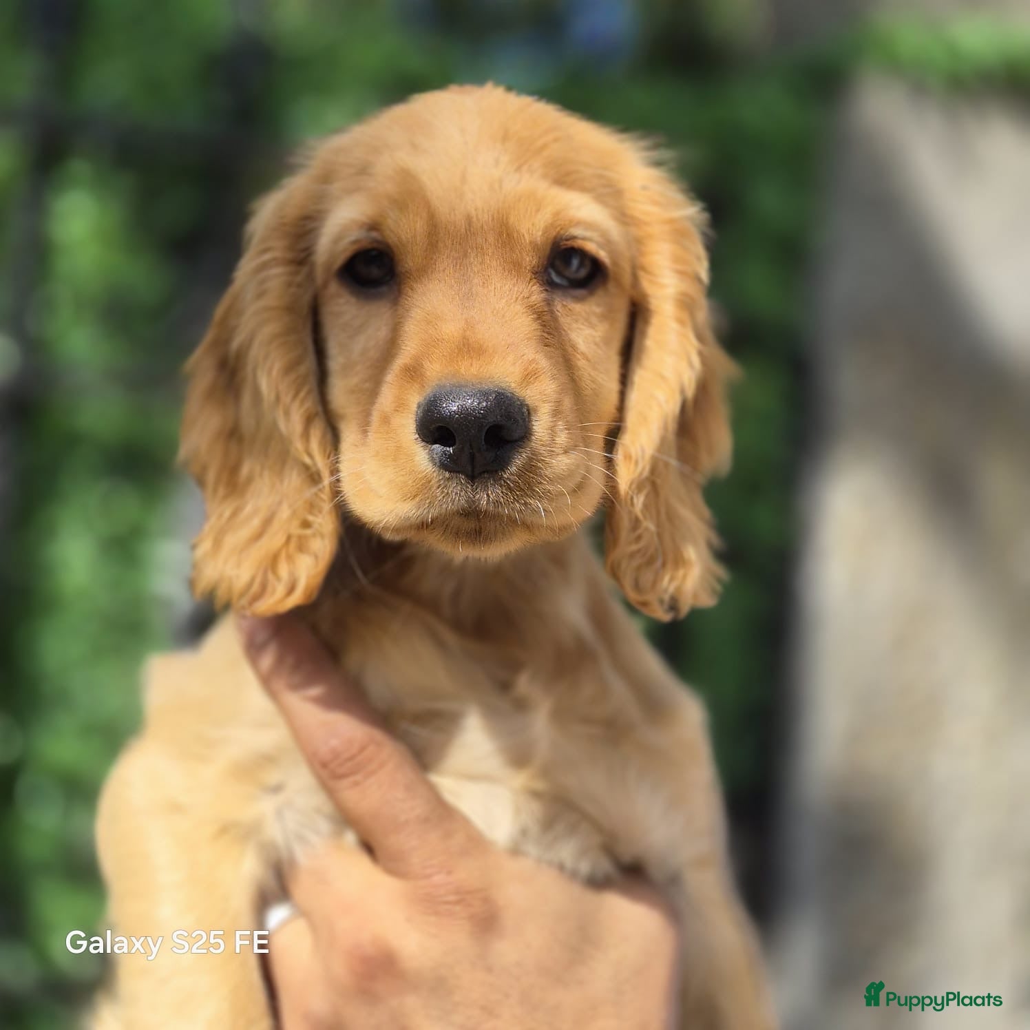 Engelse Cocker Spaniel honden Cocker Spaniel Pupps - Advertentie 1