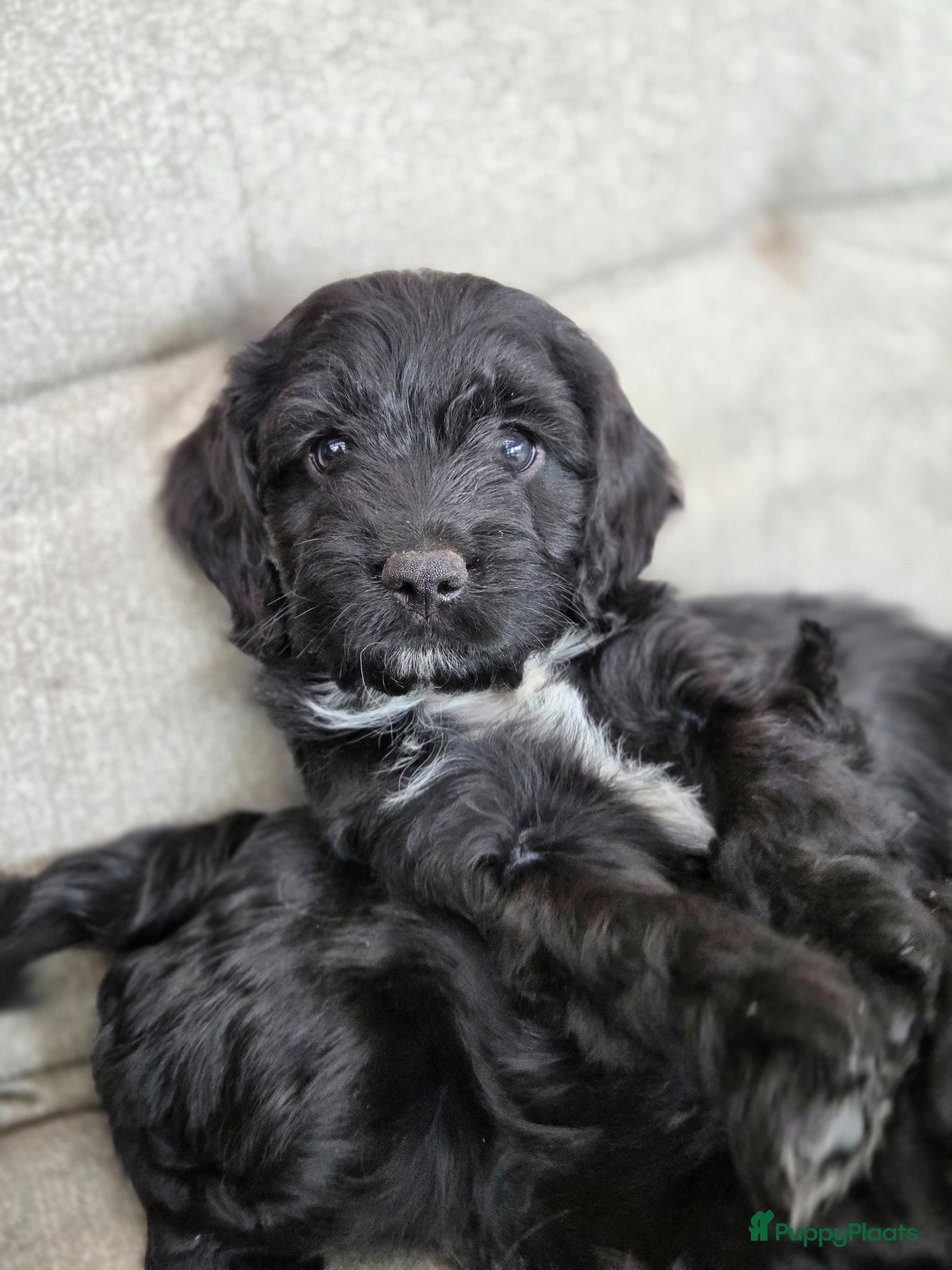 Kruising honden Sproodle pups mogen 't nest verlaten - Advertentie 5