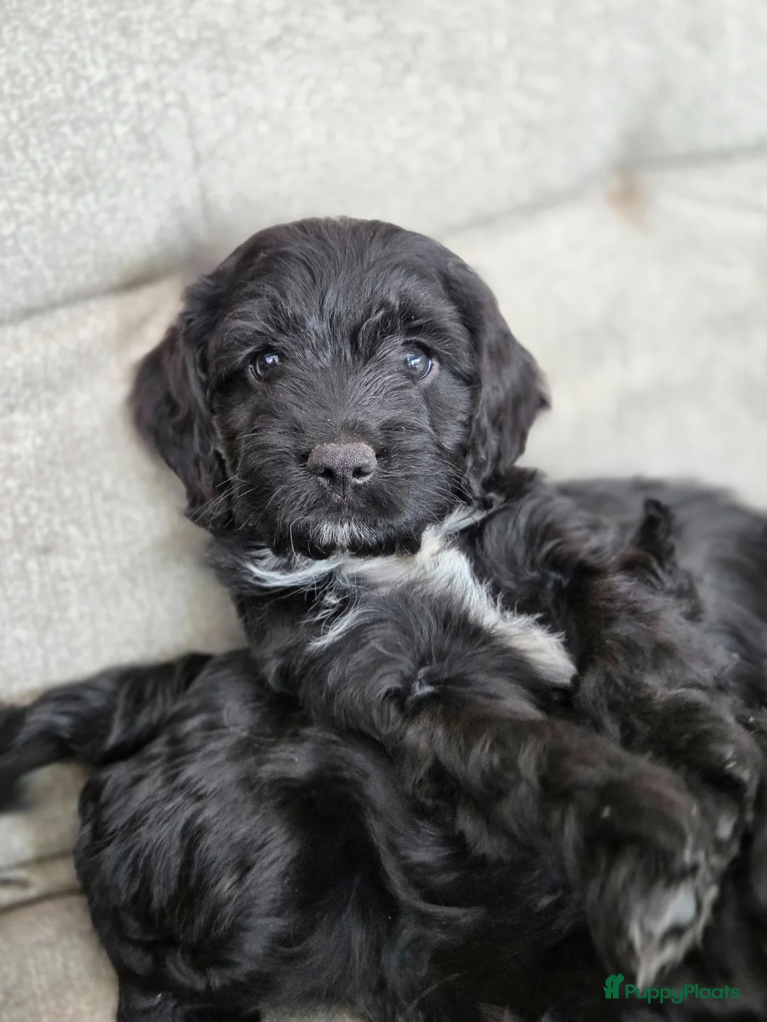 Kruising honden te koop: Sproodle pups mogen 't nest verlaten - Advertentie 1