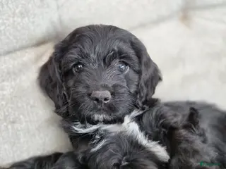 Kruising honden Sproodle pups mogen 't nest verlaten - Advertentie 5