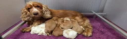 Engelse Cocker Spaniel honden te koop: Engelse Cockerspaniel pups met Stamboom  - Advertentie 7