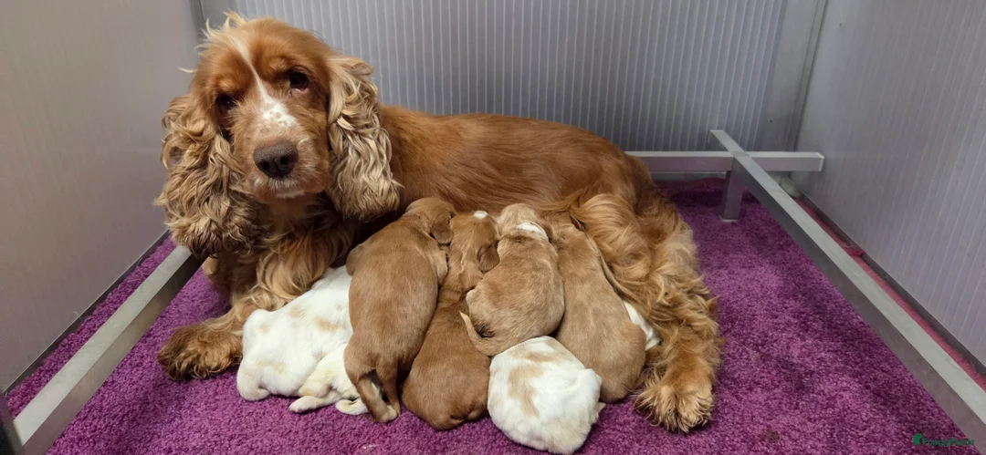Engelse Cocker Spaniel honden te koop: Engelse Cockerspaniel pups met Stamboom  - Advertentie 7
