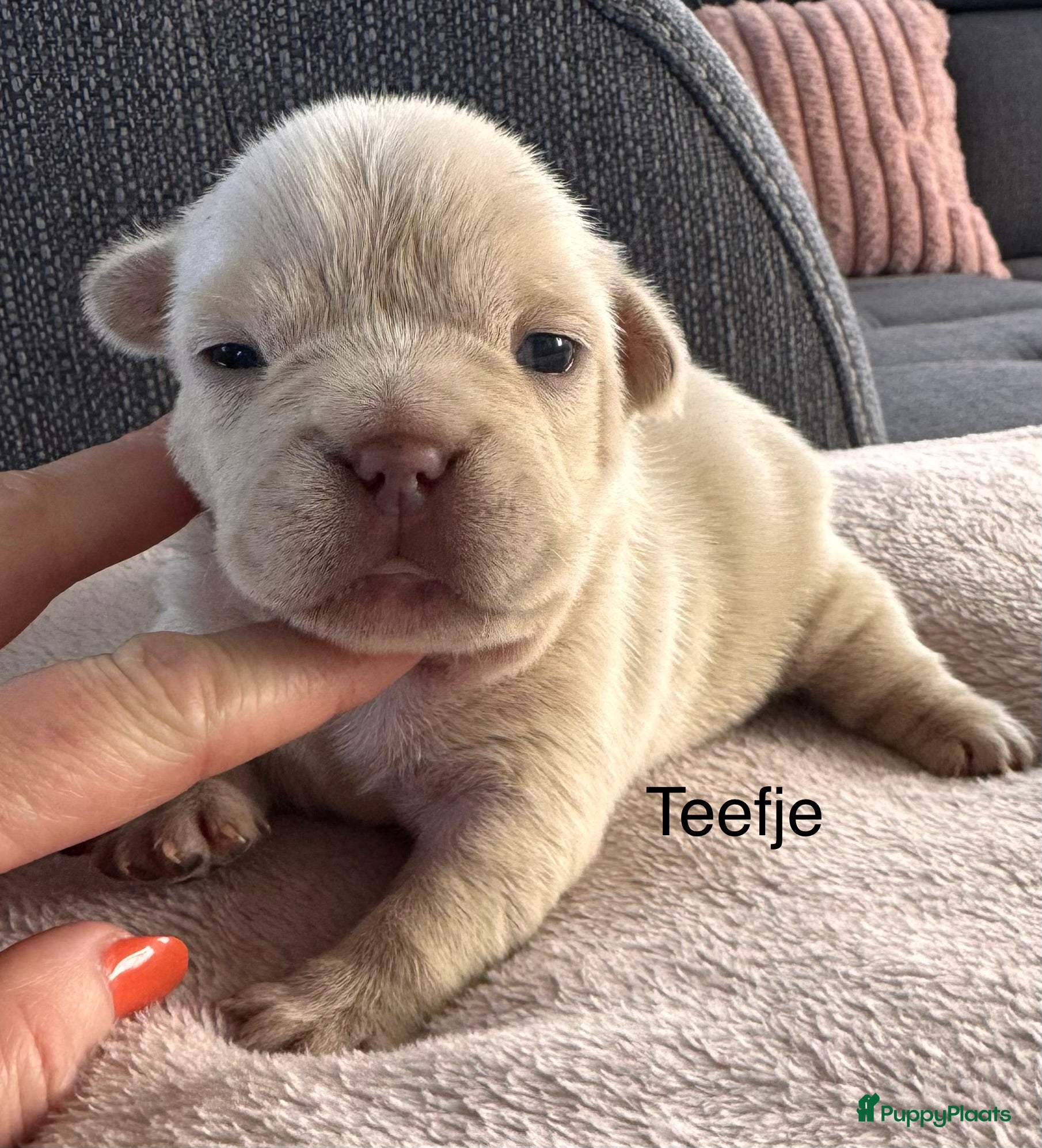 Franse Bulldog honden Prachtig nestje Franse bulldog pups - Advertentie 2