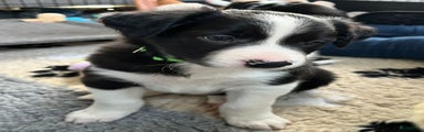 Border Collie Puppy 1