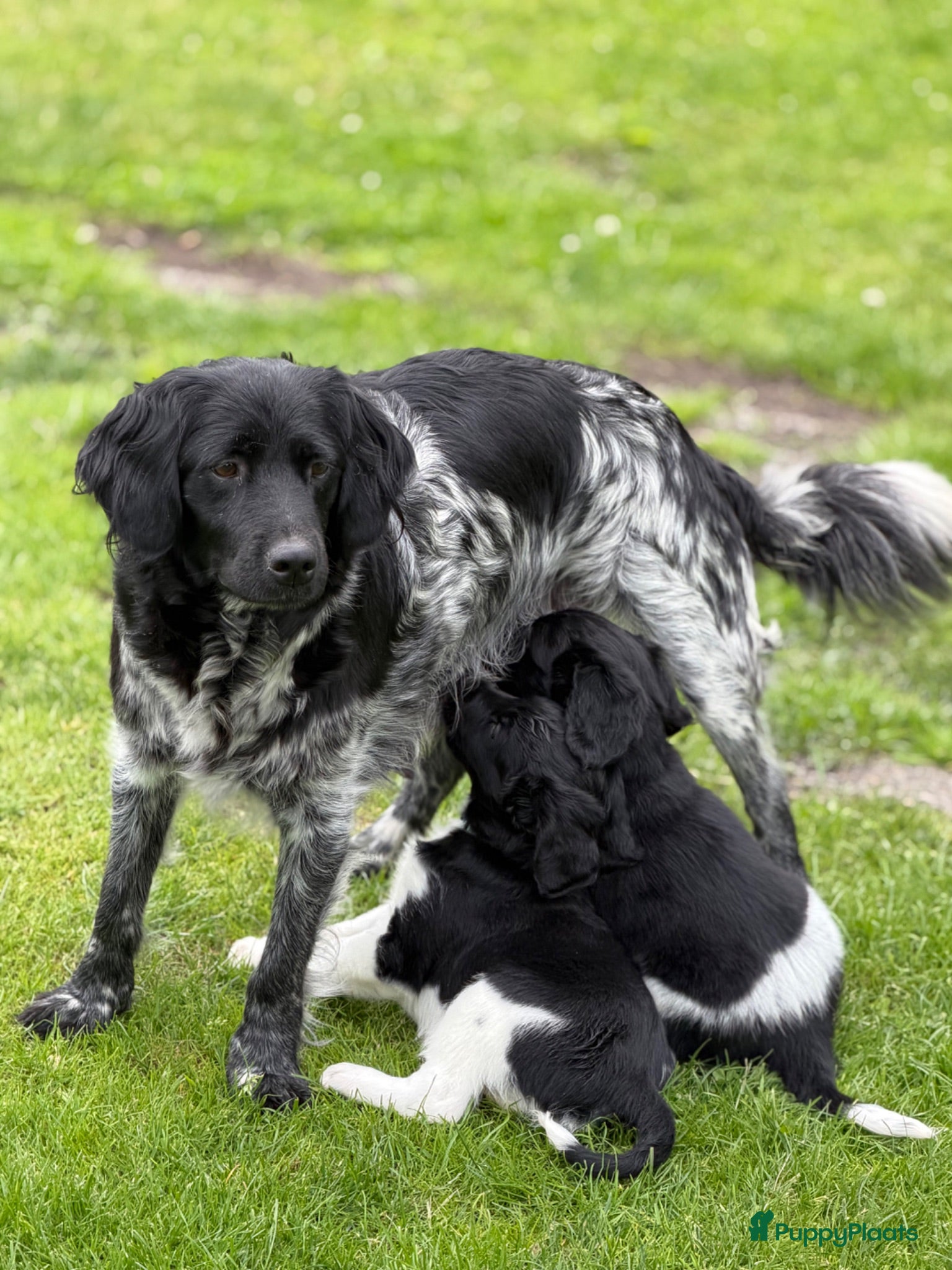 Friese Stabij honden 2 knappe Friese stabij reutjes  - Advertentie 1