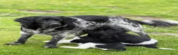 Friese Stabij honden te koop: 2 knappe Friese stabij reutjes  in Langelo - Advertentie 1