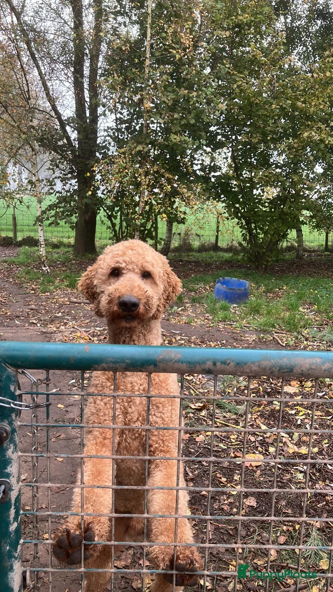 Poedel honden ter dekking: Staat ter dekking: Koningspoedel in Ospel - Advertentie 2