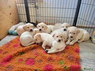 Labrador Retriever honden Stamboom fieldtrial labrador pups - Advertentie 15