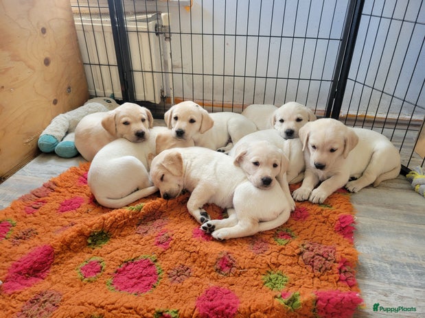 Labrador Retriever honden Stamboom fieldtrial labrador pups - Advertentie 6