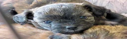 Kruising honden te koop: Prachtige Chi-doodle pups (chihuahua-toypoedel) - Advertentie 25