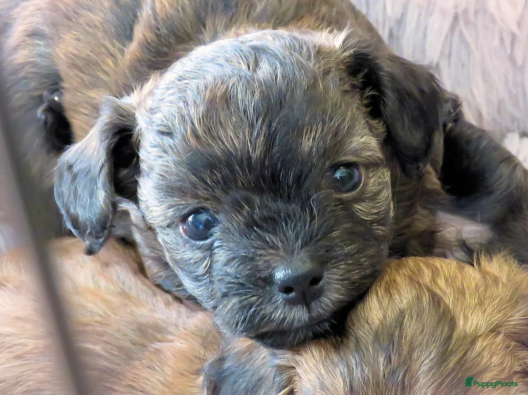 Kruising honden te koop: Prachtige Chi-doodle pups (chihuahua-toypoedel) - Advertentie 25