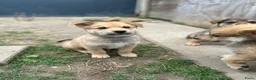 Kruising honden te koop: Pup Eurasiër / Herdermix - Advertentie 3