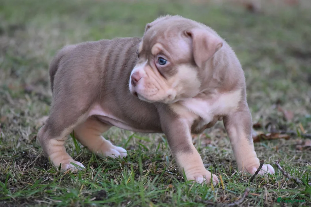 Amerikaanse Bully honden te koop: American bully pocket pups - Advertentie 5
