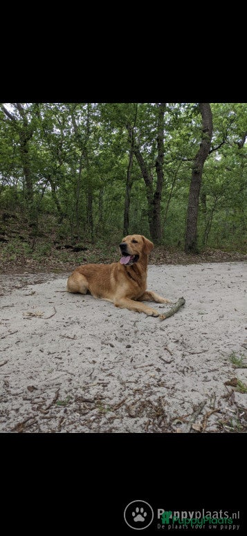 Goldador honden Pippa is 3 jaar, zeer vitaal en erg lief in Bergen (NH) - Advertentie 2