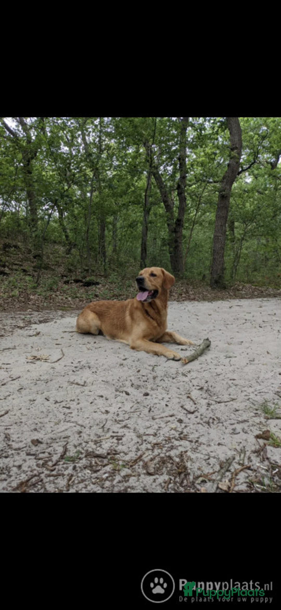 Goldador honden ter dekking: Pippa is 3 jaar, zeer vitaal en erg lief in Bergen (NH) - Advertentie 2