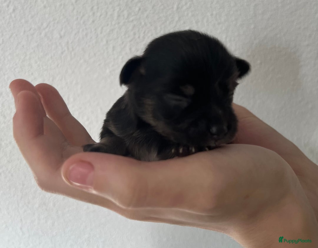 Chihuahua honden te koop: Mooie en lieve langhaar chihuahua. - Advertentie 10
