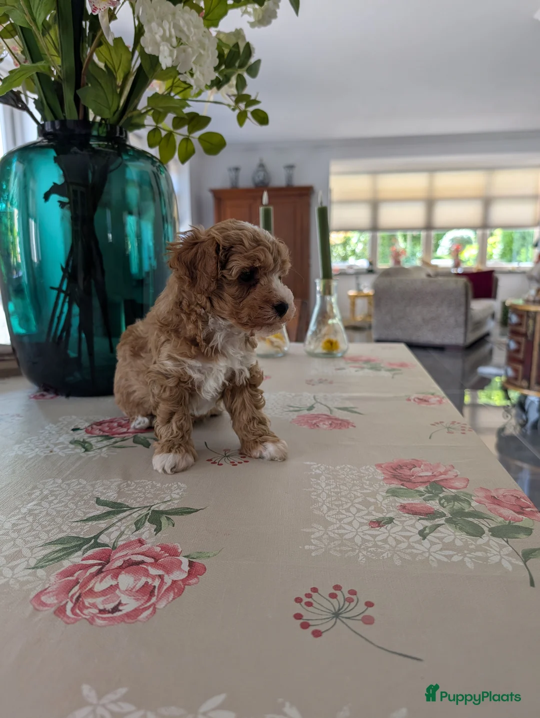 Maltipoo honden te koop: Maltipoo pups - Advertentie 2