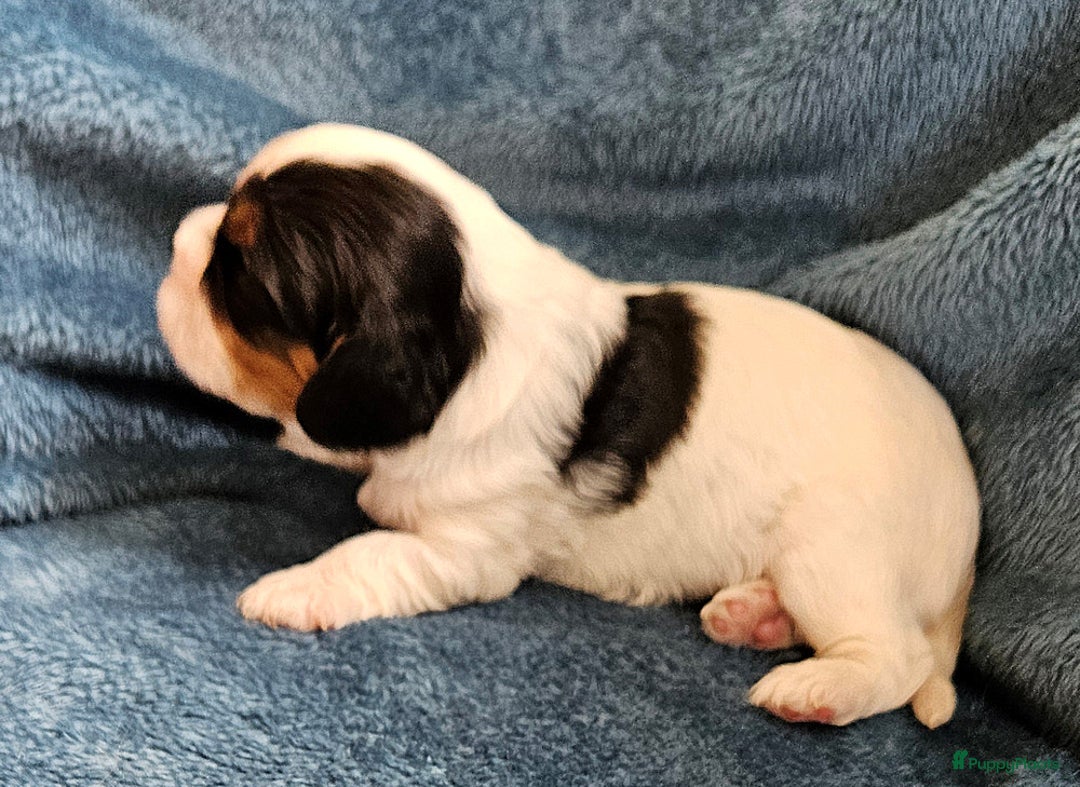 Cavalier King Charles Spaniel honden te koop: Cavalier King Charles Spaniel in Makkinga - Afbeelding 3