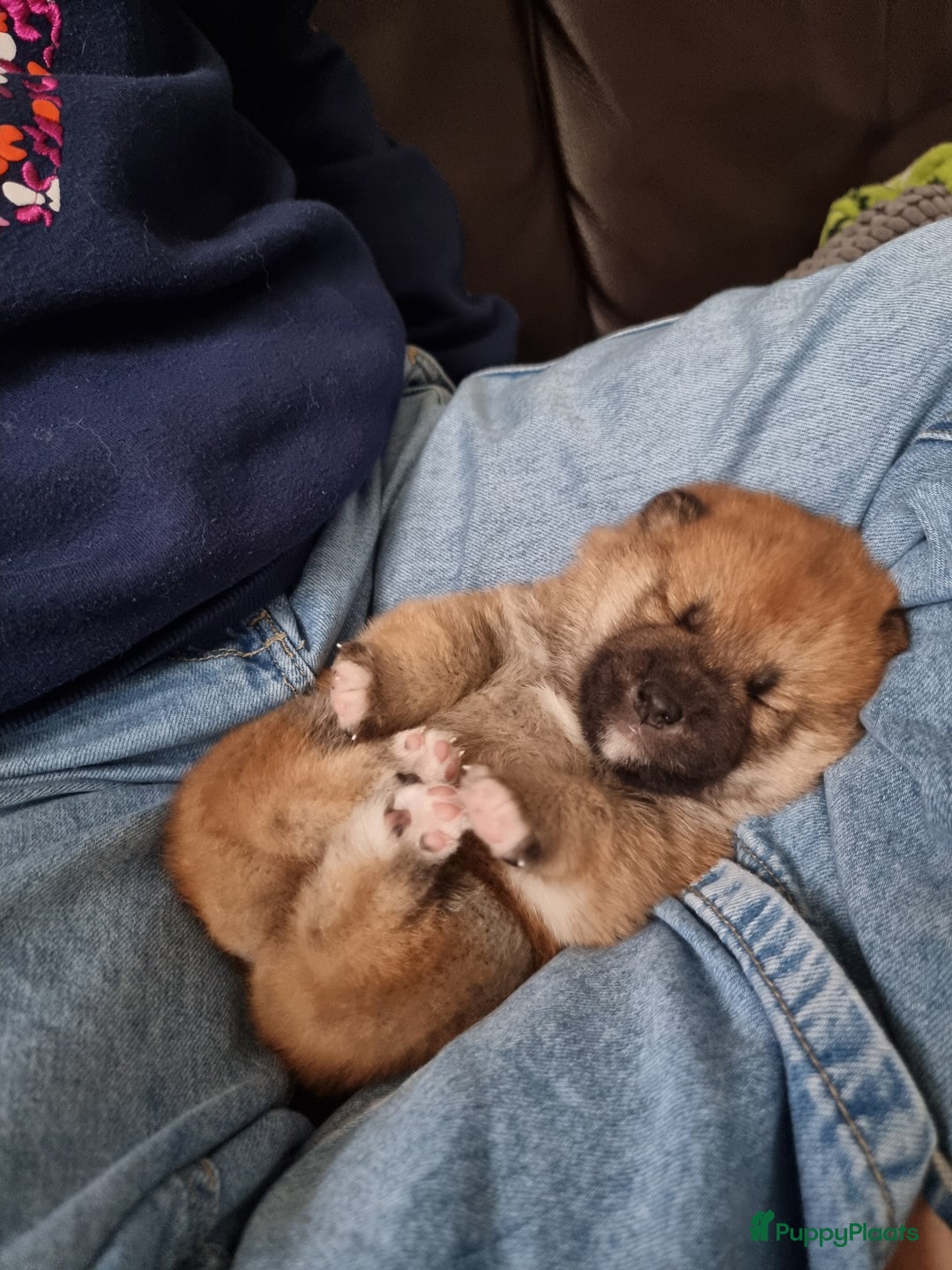 Shiba honden te koop: Shiba inu pups met f.c.i stamboom  - Advertentie 10