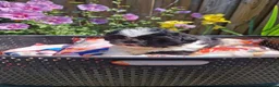 Shih Tzu honden te koop: Raszuivere shih tzu pups  - Advertentie 7